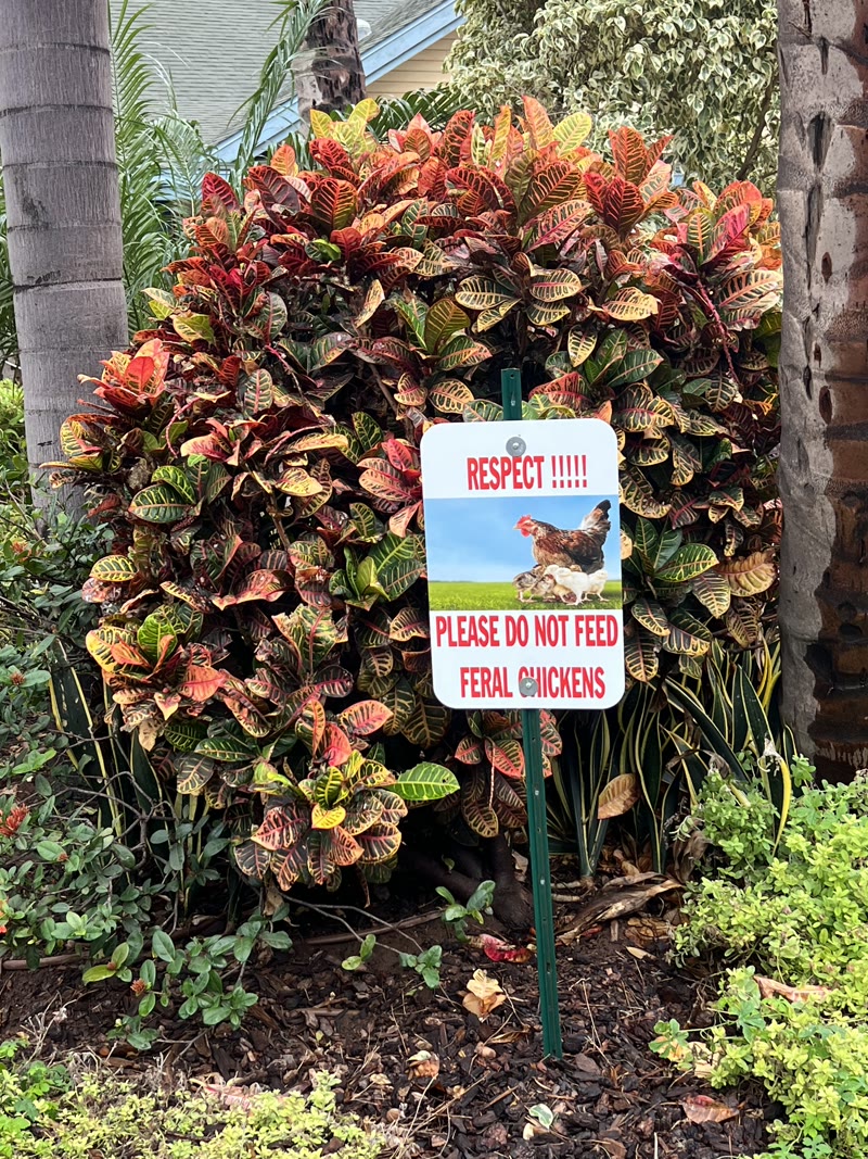 Please do not feed feral chickens